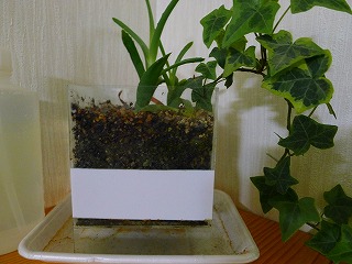 アクリルの植木鉢2