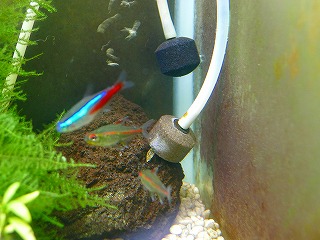 ペットボトルから気泡が出ている様子