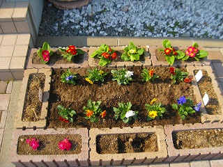 花を植えた現在の様子