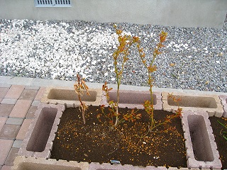植えたブルーベリー